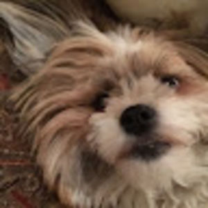 Meet your Posher, Annabelle